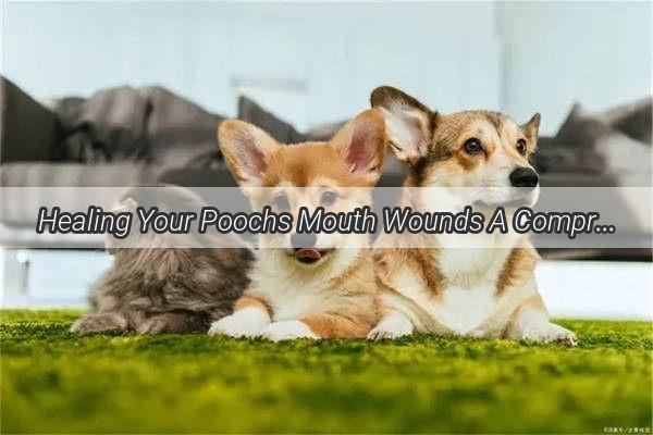 Healing Your Poochs Mouth Wounds A Comprehensive Guide to Treating Canine Oral Lesions